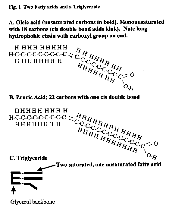 the-science-of-adrenoleukodystro